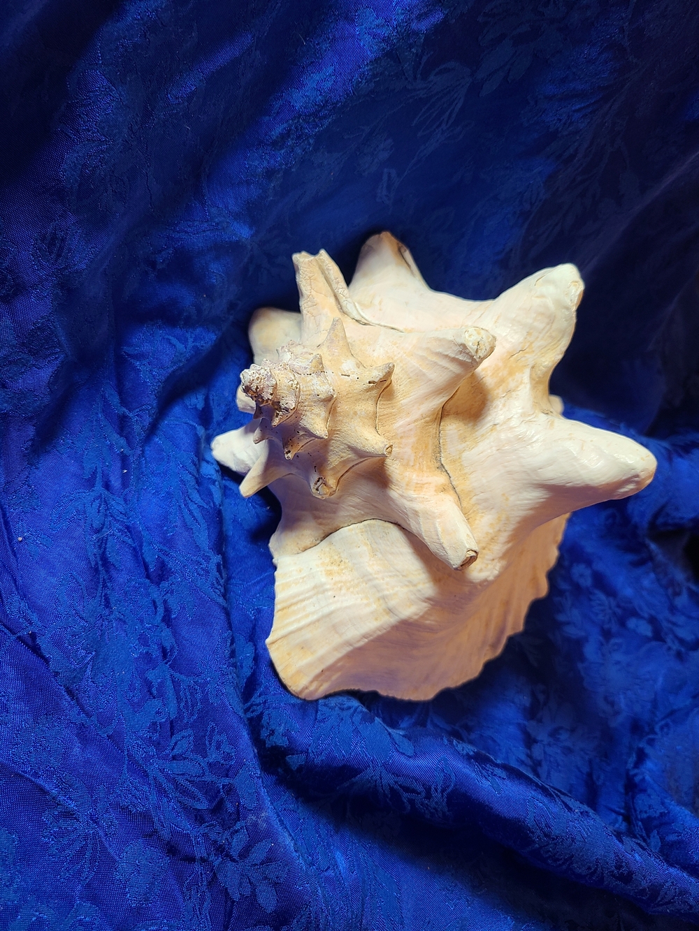 Vintage White Conch Shell Accent - Picture 3 of 9
